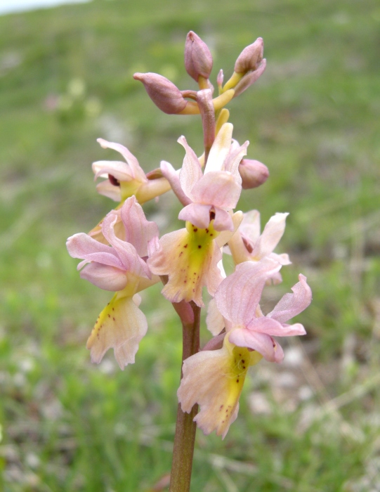 Orchis colemanii